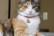 娱乐吃瓜猫咪视频大全,猫咪吃瓜视频大盘点